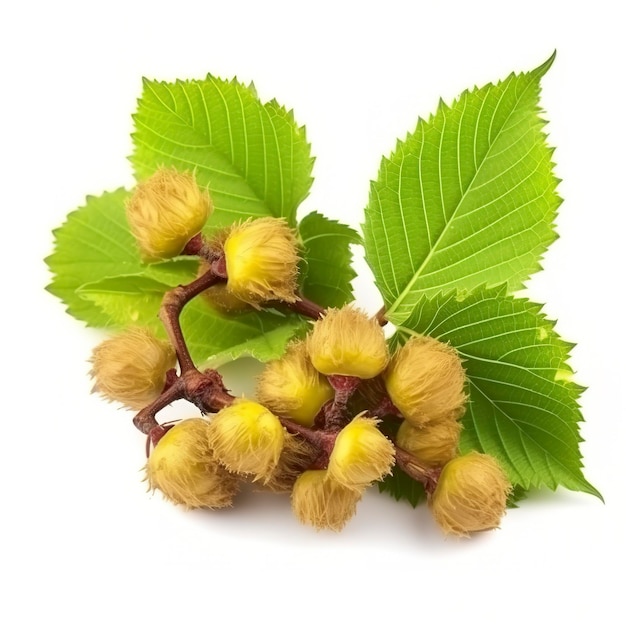 Green hazelnut filbert and cobnut on branch with leaves isolated on white background