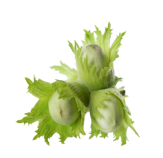 Green hazelnut nuts isolated on white background Fresh green unripe fruits of common hazel Corylus avellana