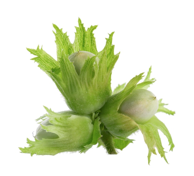 Green hazelnut nuts isolated on white background Fresh green unripe fruits of common hazel Corylus avellana