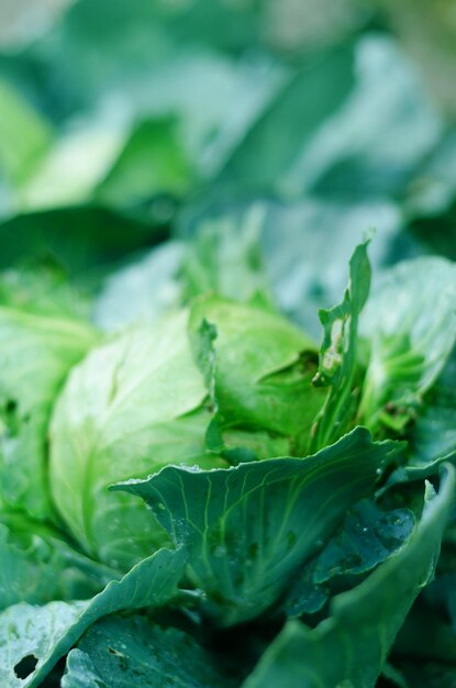 Green head of cabbage in the farm, vegetable garden close up. Raindrops on the leaves. Healthy food,