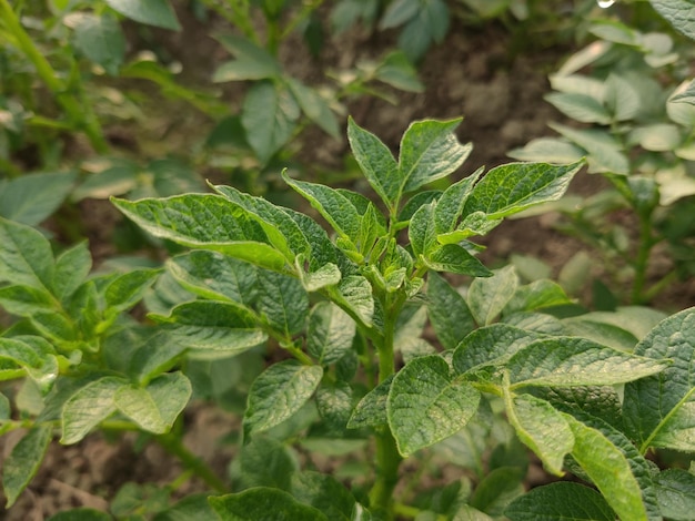 Green healthy leaves of young potato plant