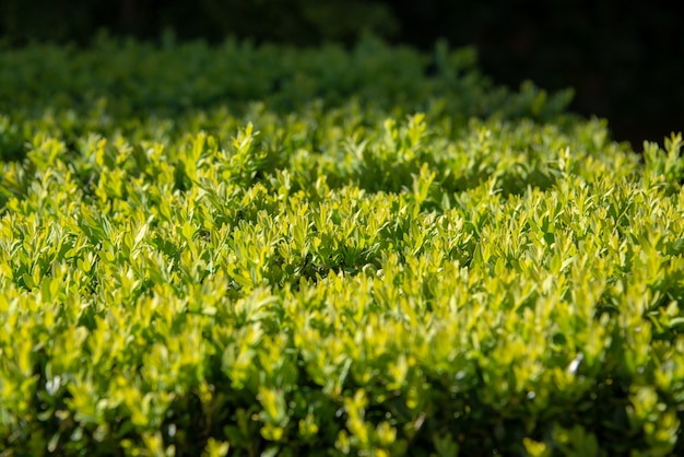 Green Hedge Close up