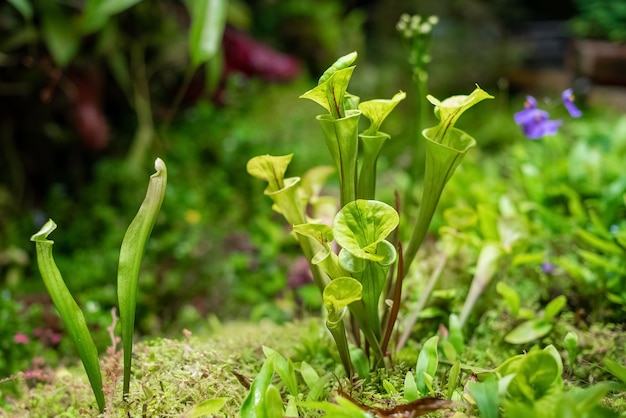 Green Heliamphora insectivorous tropical plant