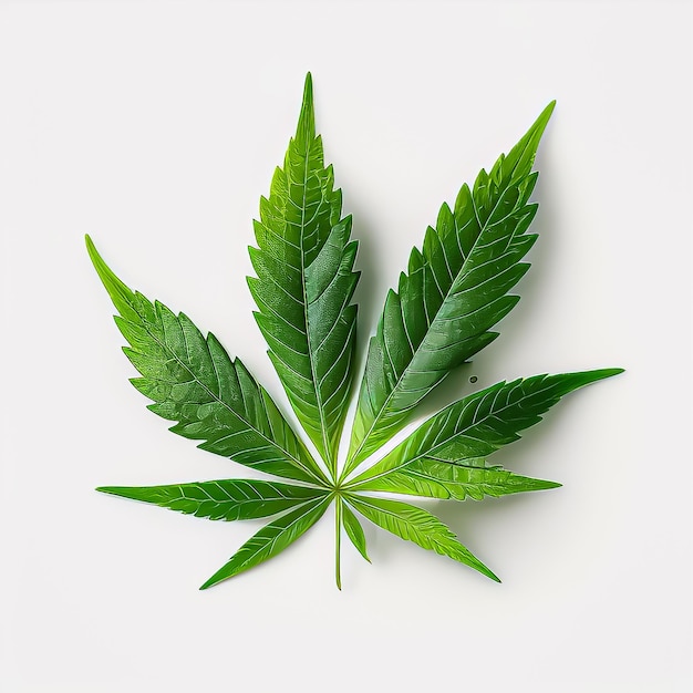 a green hemp leaf on a white background