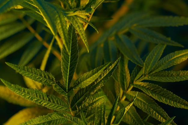 Photo green hemp leaves on twigs in nature