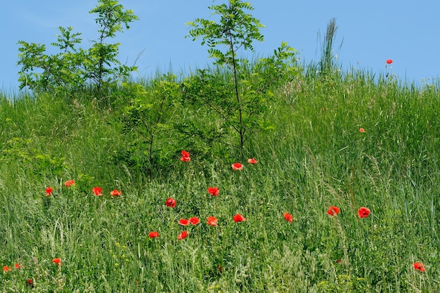 Green hill overgrown with grass