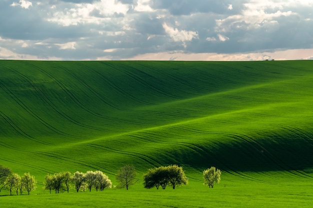 Green hills in the rays of evening sun, agricultural landscape