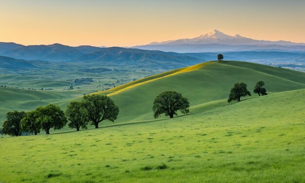 Green hills with a single tree on top and snowcapped mountain in the background