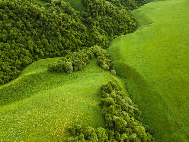 Green hills with trees and fresh green grass Abstract nature background