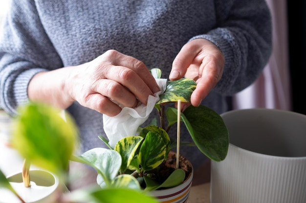 Green home. Hands of middle aged housewife with potted plant cleaning leaves at home