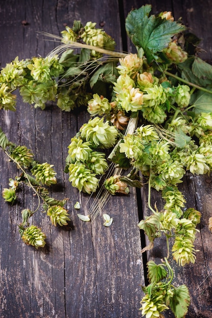 Green hop and ears of barley