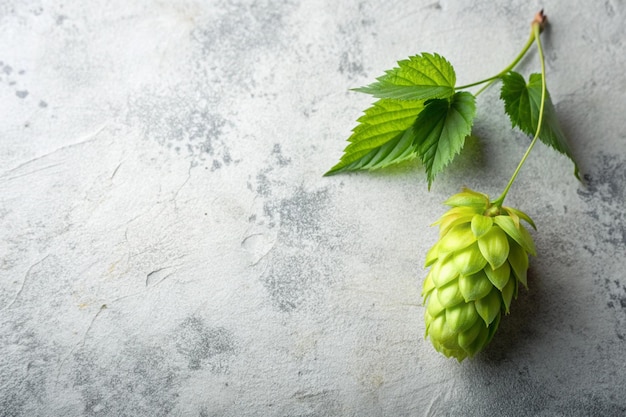 green hop on white concrete background with copy space