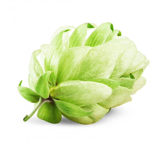 Green hops isolated on white