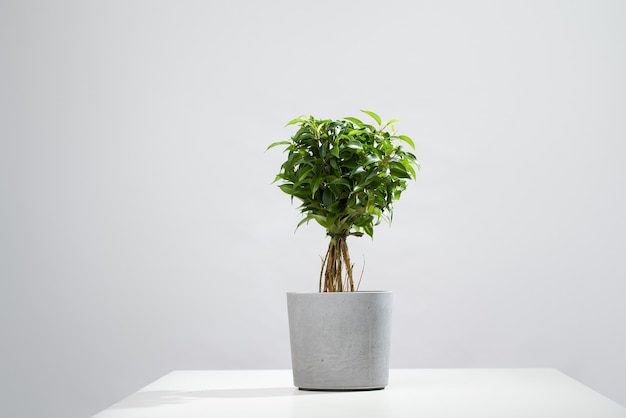 Green houseplant in pot on empty gray background