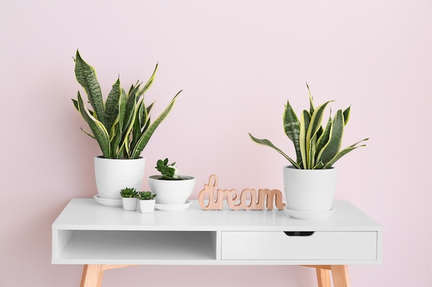 Green houseplants on table near light wall in room