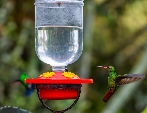 Photo green hummingbird heading to drink water from a feeder in the wild