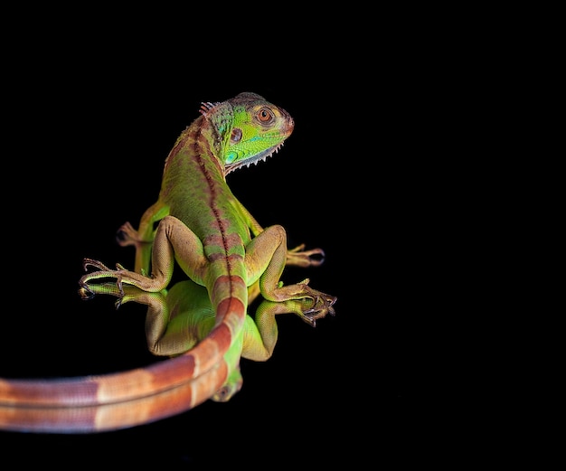 Green Iguana on Black Background