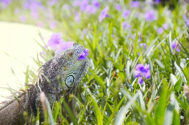 Green iguana in mexico with copyspace in beach