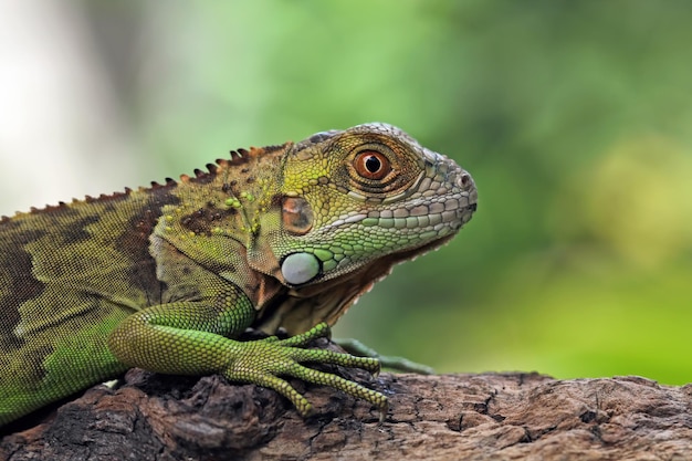 A green iguana sits on a tree branch.