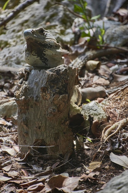 Green Iguana in the undergrowth