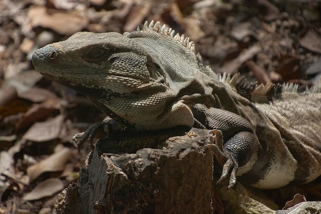 Green Iguana in the undergrowth