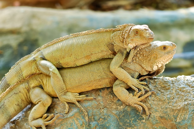 Green Iguana