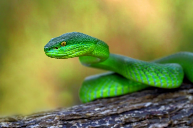 green insularis pit viper snakes, timreresurus albolabris