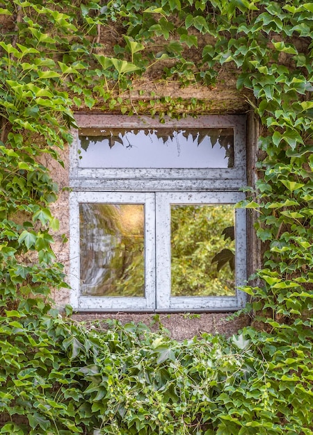 Green ivy around the window