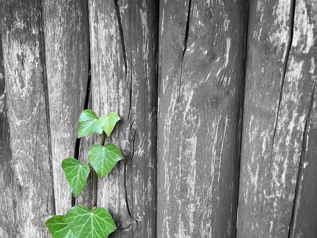 Green ivy creeps on a vintage wooden fence, nice background, wallpaper.