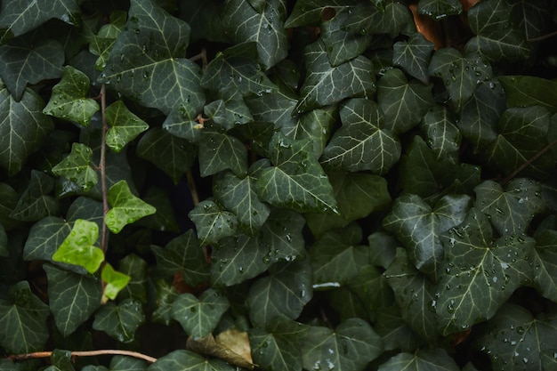 Green ivy leaves after rain Tropical leaves background Green Plant Texture