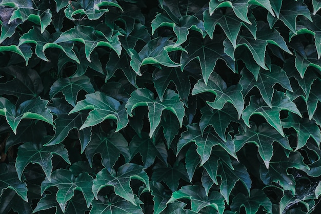 Green ivy leaves close up. texture and background for designers. symmetrical leaves