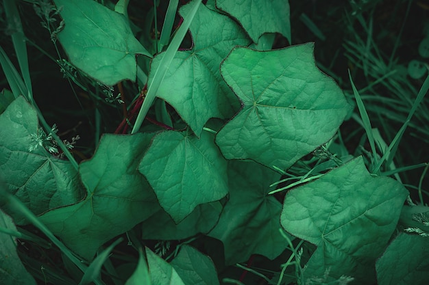 Green ivy leaves in the grass