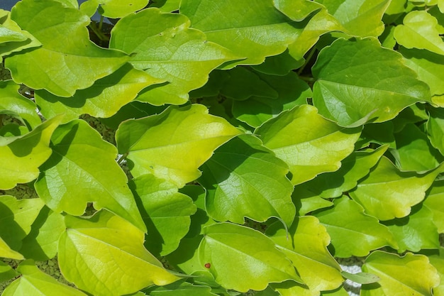 Green ivy leaves on a plastered wall with small stones