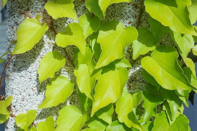 Green ivy leaves on a plastered wall with small stones