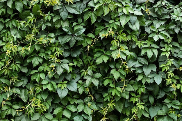 Green ivy leaves wall background nature texture plants