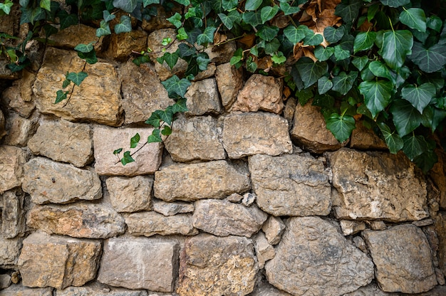 The green ivy  on  stone wall.  Barcelona, Spain. Catalonia