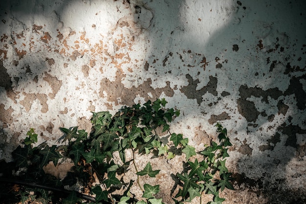 Green ivy vine leaves climbing old peeling plaster wall