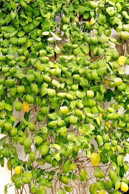 Green ivy wall