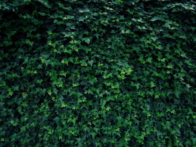 green ivy wall