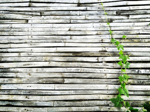 Green Ivy wiggle on old dark bamboo wooden of rustic house floor have copy space for background