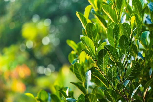 Green Jackfruit leaves bokeh blurred background.