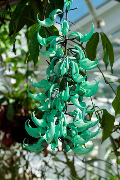 Green Jade Flower cascade