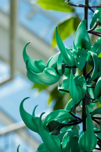 Green Jade Flower cascade