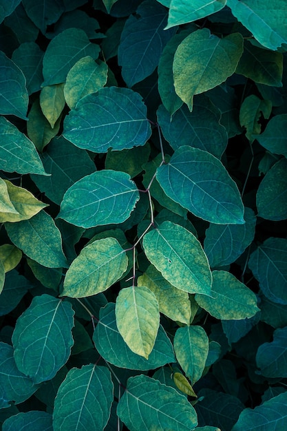 green japanese knotweed plant leaves in the nature in springtime