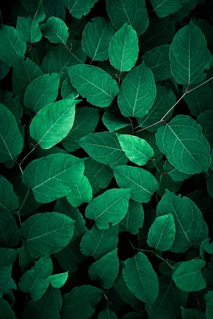 green japanese knotweed plant leaves in the nature in springtime