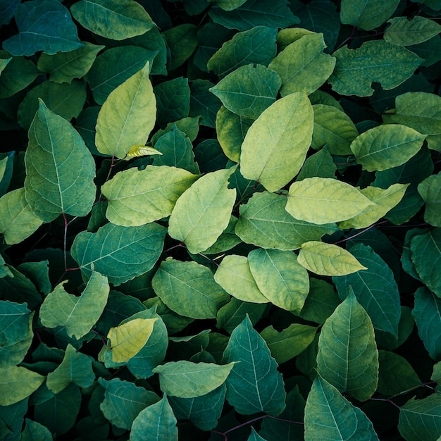 green japanese knotweed plant leaves in springtime green background