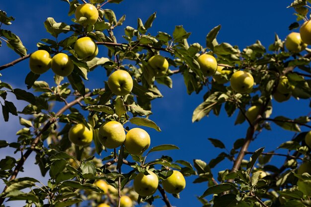 Green juicy apples hang on branches on a tree on a blue sky background