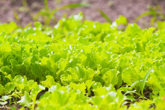 Green juicy fresh lettuce growing on garden beds