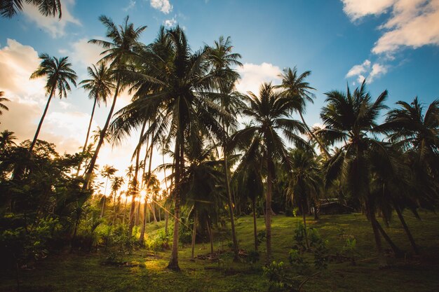 The green jungle of Thailand - palm trees against blue sky