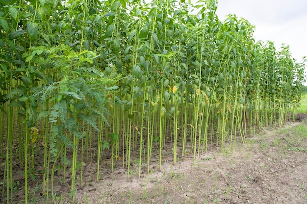 Green jute Plantation field Raw Jute plant pattern Texture background